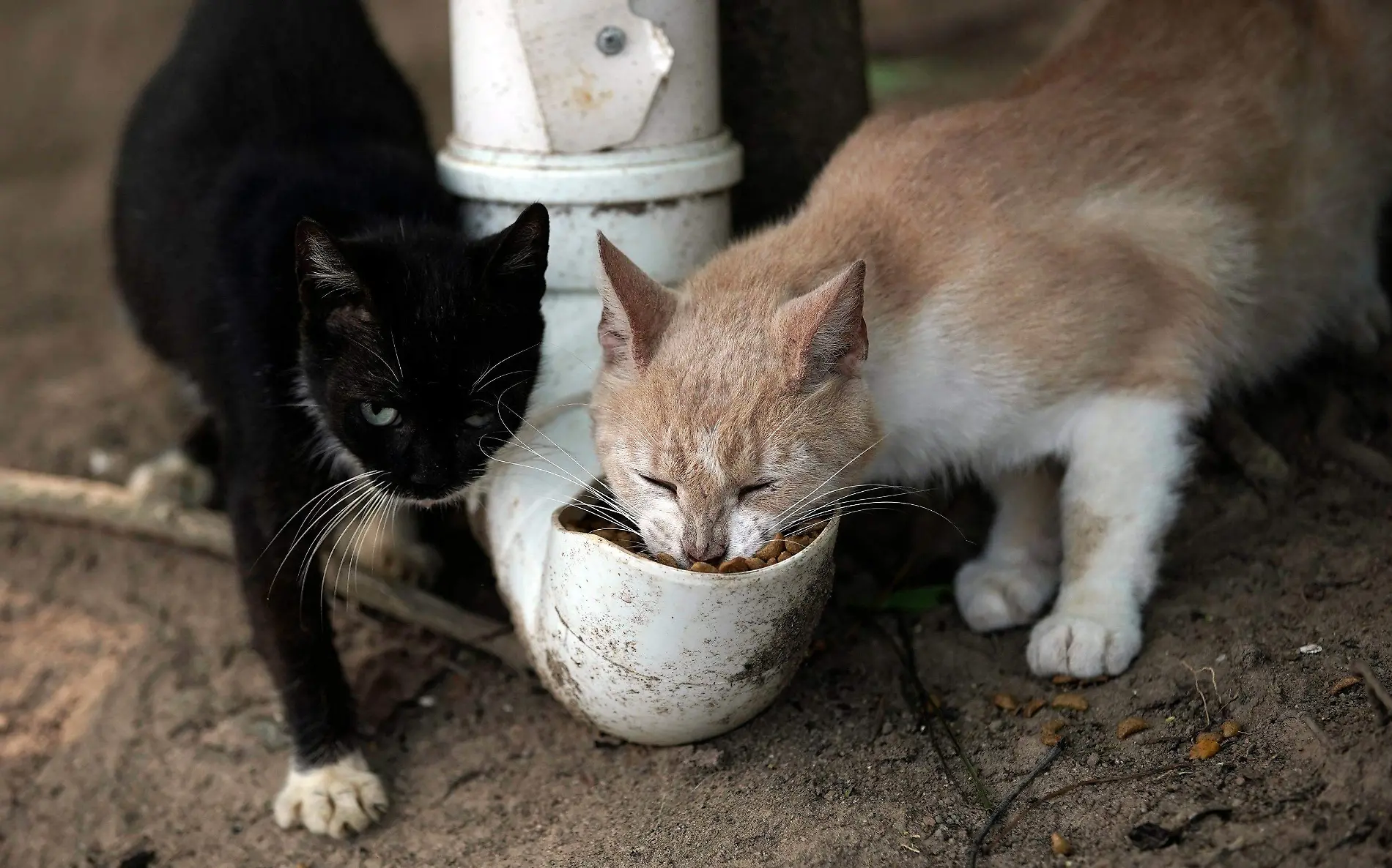 gatos 3 nota de javier